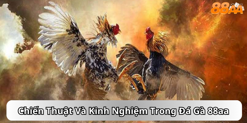 Chiến Thuật Và Kinh Nghiệm Trong Đá Gà 88aa
