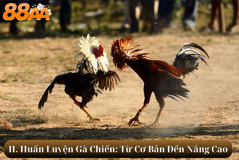 II. Huấn Luyện Gà Chiến: Từ Cơ Bản Đến Nâng Cao