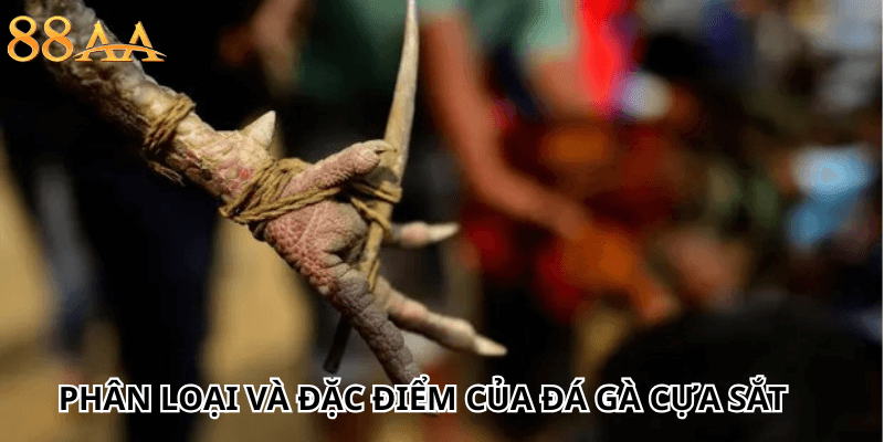 Phân loại và đặc điểm của đá gà cựa sắt