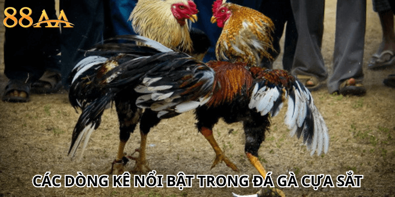 Các dòng kê nổi bật trong đá gà cựa sắt